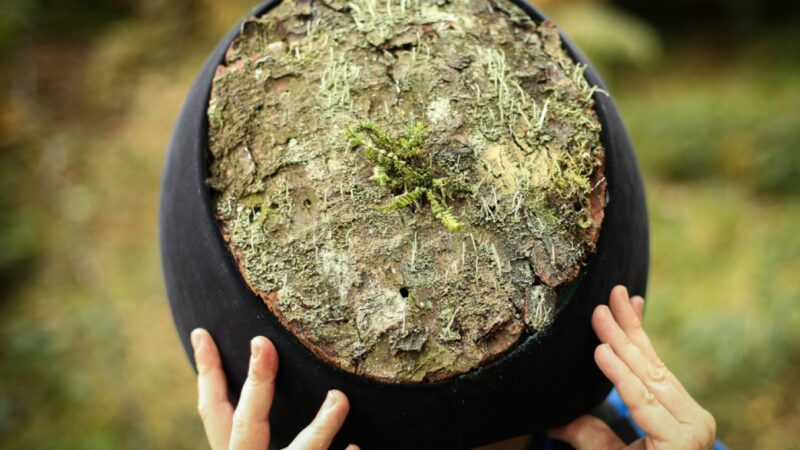 A still from In The Eyes of the Animal of a moss covered rock