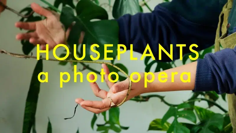 A close up of outstretched arms tangling with the woody vines of a plant, with vibrant green monstera leaves in the background. The words Houseplants, a photo opera are written in bright yellow over the top.