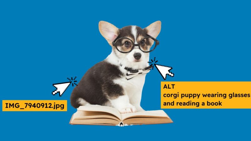 A corgi puppy wearing glasses and reading a book, against a blue background. Two arrows are pointing to the puppy, one arrow is accompanied by a string of numbers, the other is accompanied by a short description of the puppy.
